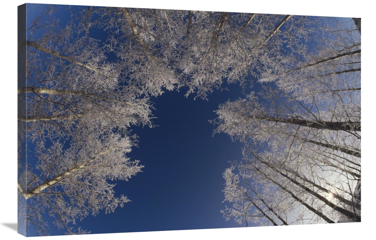 Global Gallery GCS-452482-2436-142 24 x 36 in. Winter Aspen Canopy&#44