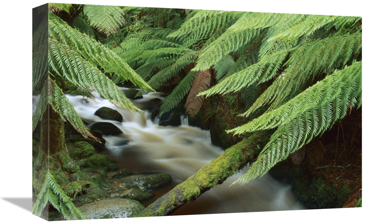 Global Gallery GCS-453503-1218-142 12 x 18 in. Tree Fern Over Stream&#