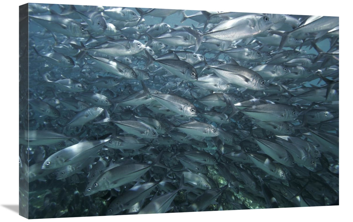 Global Gallery GCS-453561-2030-142 20 x 30 in. Bigeye Trevally School&