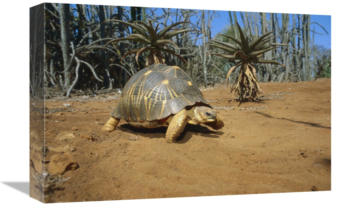 Global Gallery GCS-452645-1218-142 12 x 18 in. Radiated Tortois in the