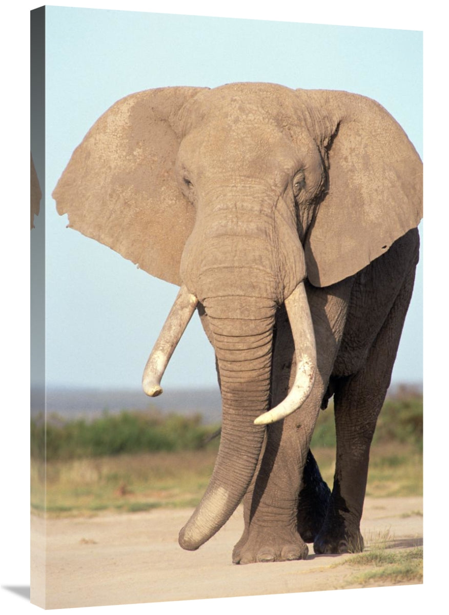 Global Gallery GCS-452747-2436-142 24 x 36 in. African Elephant Bull&#