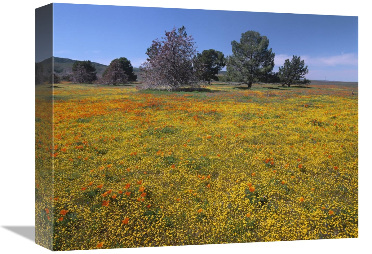 Global Gallery GCS-396968-1216-142 12 x 16 in. California Poppy & Erio