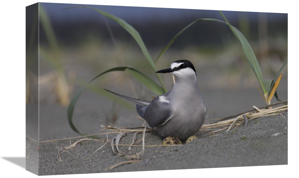 Global Gallery GCS-395434-1218-142 12 x 18 in. Aleutian Tern on Ground