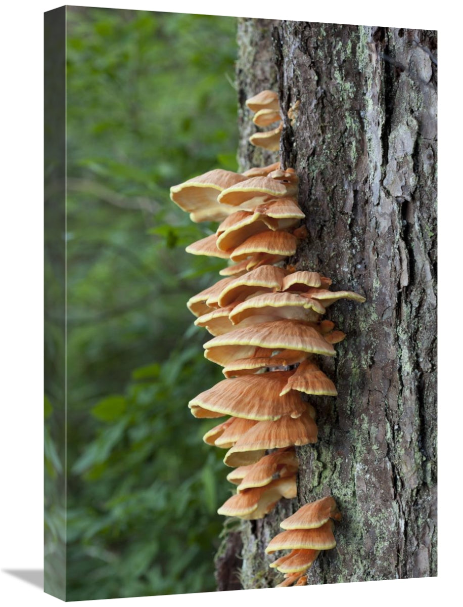 Global Gallery GCS-395487-1624-142 16 x 24 in. Chicken of the Woods Fu