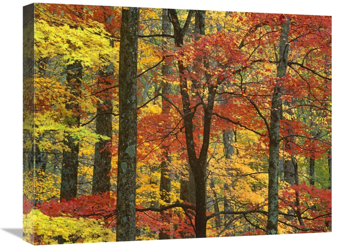 Global Gallery GCS-396770-1824-142 18 x 24 in. Maple Trees in Autumn&#