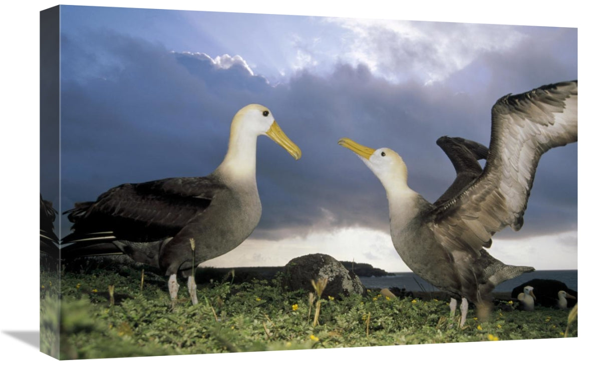 Global Gallery GCS-451371-1624-142 16 x 24 in. Waved Albatross Courtsh