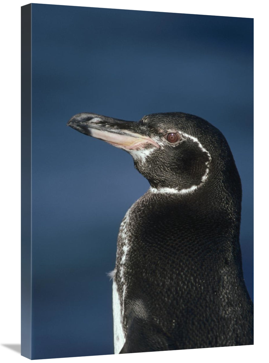 Global Gallery GCS-451232-2030-142 20 x 30 in. Galapagos Penguin,