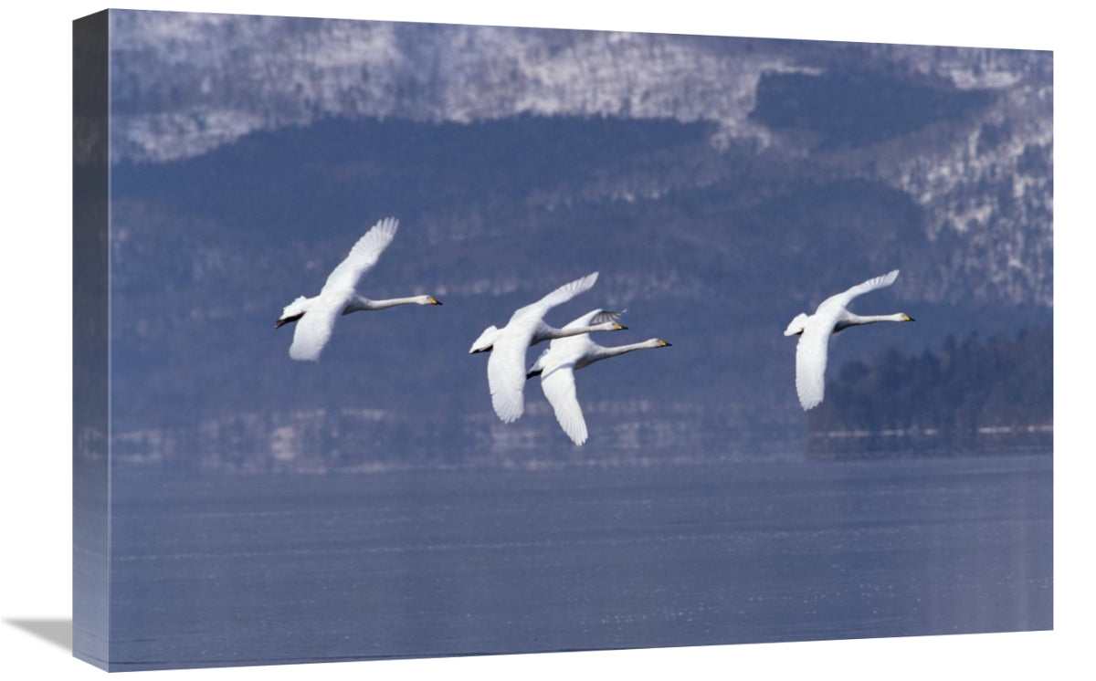 Global Gallery GCS-452291-1624-142 16 x 24 in. Whooper Swan Group Flyi